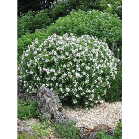 Bois-joli Eternal Fragance® 'blafra' Pot de 2L/3L (1/2)