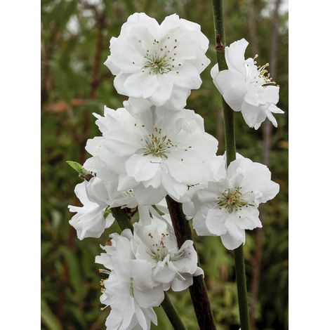 Pêcher 'Taoflora White' Pot de 7,5L/10L, Baliveau