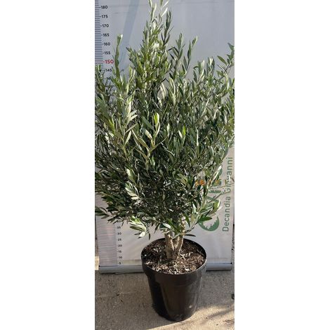 PIANTA DI ULIVO "OLEA EUROPEA" MULTITRONCO VASO 50 CM H. 160 cm (foto reale)