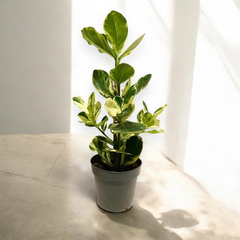 Gardenaria Clusia rosea 'White Star' - Pianta da interno ornamentale - Altezza: 60 cm (vaso 17) (1/4)