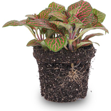 Fittonia Rouge Plante Mosaïque d'Intérieur Idéale pour Terrarium et Décoration Pot Ø 9 cm - PANGIVO (1/2)