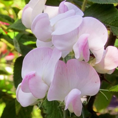 4 x Pois vivace  - Lathyrus latifolius 'Pink Pearl'  - godet 9x9 (1/5)