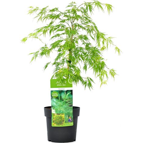 Bloomique - Acer palmatum Dissectum - Érable du Japon - Feuillage vert - Résistant au froid - 50-70 cm de Haut - Pot 19 cm (1/5)