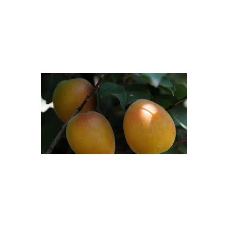 Pianta di Albicocca Pellicchiella vaso 24cm