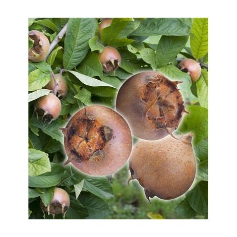 NEFLIER - LE SCION GREFFE - arbre fruitier