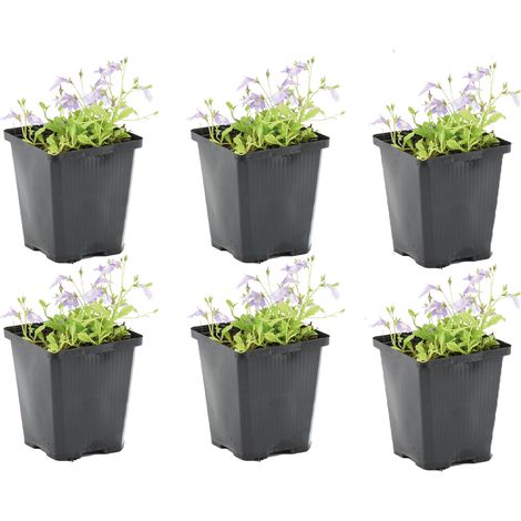 Bloomique - Lot de 6 - Mazus Reptans - Mazus rampant - Plantes de bassin - Plantes aquatiques - Rustique - Hauteur 10-20 cm - Pot 9 cm (1/5)