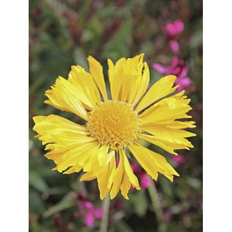 Gaillarde vivace 'Maxima Aurea' Godet de 7/8 cm (1/4)