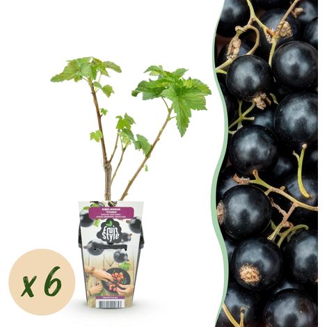 Cassissier Ribes nigrum Titania - Lot de 6 Plantes Fruitières - Résistant à l'Hiver - Pot 9 cm - PANGIVO (1/5)