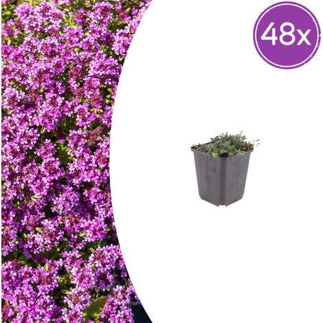 48x Thymus praecox 'Coccineus' Thym Serpolet Couvre-sol Fleurs Rose Foncé Pot Ø9cm H10-25cm - PANGIVO (1/5)