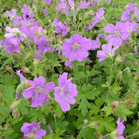 4 x Géranium vivace  - Geranium 'Sirak'  - godet 9x9 cm (1/4)