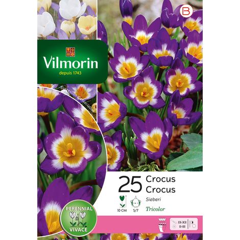 Vilmorin Crocus Sieberi (x25) (1/3)