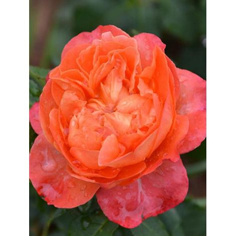 Rosier Générosa® 'Institut Lumière®' Pot de 4L/5L