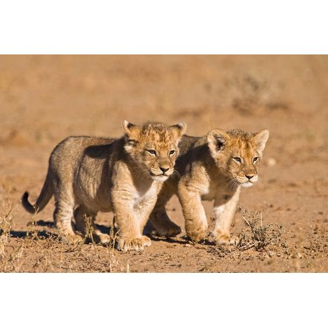 Papier peint panoramique 3D lion | Tapisserie panoramique parfaite pour chambre d'enfant | Papier peint panoramique animaux beige - 267 x 400 cm (4 pièces) (1/2)