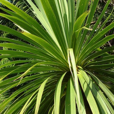 Cordyline australe/Pot de 4L - 40/60 cm
