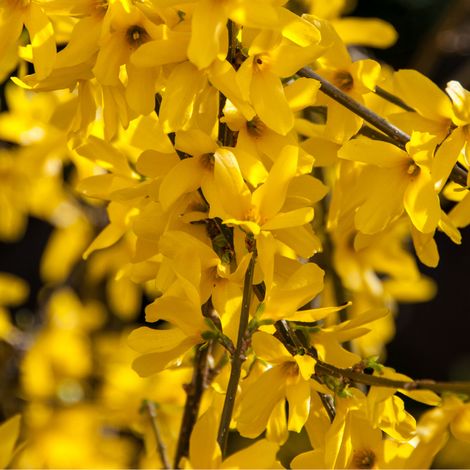 Forsythia Maree DOr 3L (1/5)