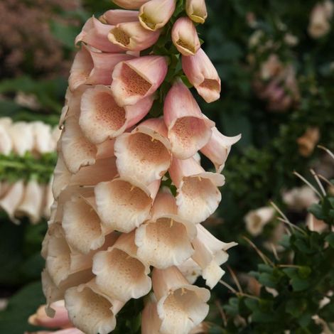 3 Digitales pourpres 'Apricot Beauty' (Digitalis purpurea 'Apricot Beauty')