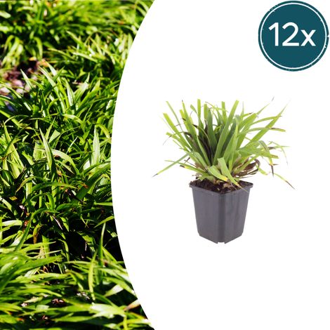 Lot de 12 Luzula sylvatica - Luzule des Bois - Plante Couvre-sol Persistante Ombre - 10-25 cm - PANGIVO (1/5)