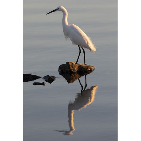 Tableau sur toile Aigrette 30x45 cm - Impression sur Toile Murale Décorative - Image imprimée en HD sur Toile - Toile sur Châssis en Bois FSC - Fabriqué en France (1/4)