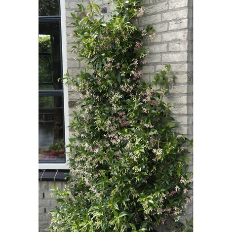 Jasmin Étoilé Grimpant à Fleurs Rose Pâle H 65 cm Pot Ø 15 cm Lot de 2 - PANGIVO (1/5)