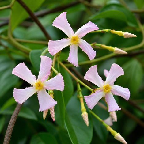 Gardenaria Falso Gelsomino - Trachelospermum jasminoides 'Rose' - Pianta rampicante ornamentale da esterno - Altezza: 100/125 cm (vaso19) (1/2)