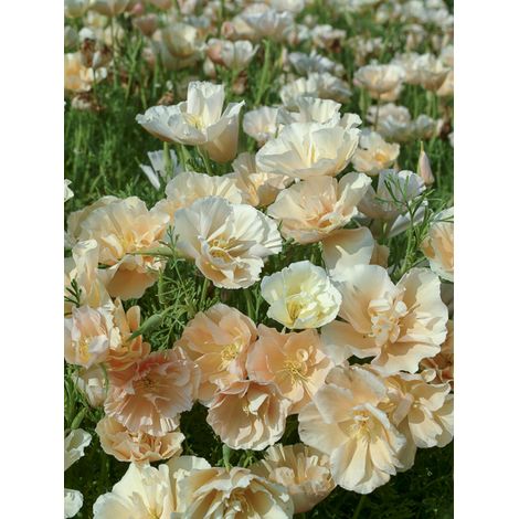 Pavot de Californie 'Pink Champagne' le sachet de 200 graines (0,3g) (1/2)
