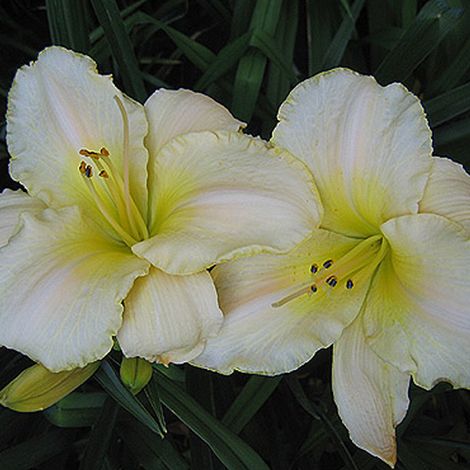 4 x Lis d'un jour - Hemerocallis 'Arctic Snow' - godet 9x9 cm (1/5)