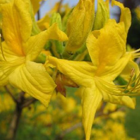 Azalée caduque knaphill jaune - Azalea knaphill - 40-50 cm pot