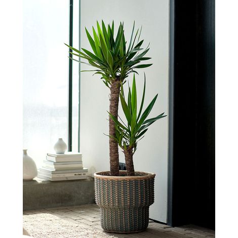 Pianta di yucca in vaso 12cm – Altezza 30-40cm – Per ambienti luminosi – Fioritura estiva – Peragashop