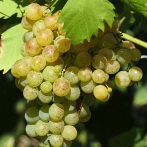 Vigne 'Perle de Csaba Blanc' (Vitis vinifera 'Perle de Csaba Blanc')