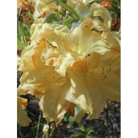 Azalée de Chine 'Harvest Moon' Pot de 4L/5L