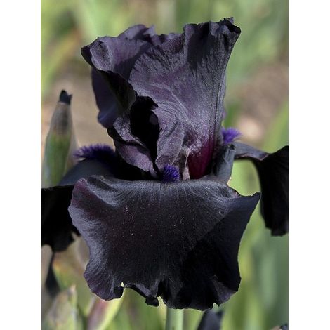 Iris des jardins 'Black Suited' Rhizome, Calibre 10/15, qualité extra