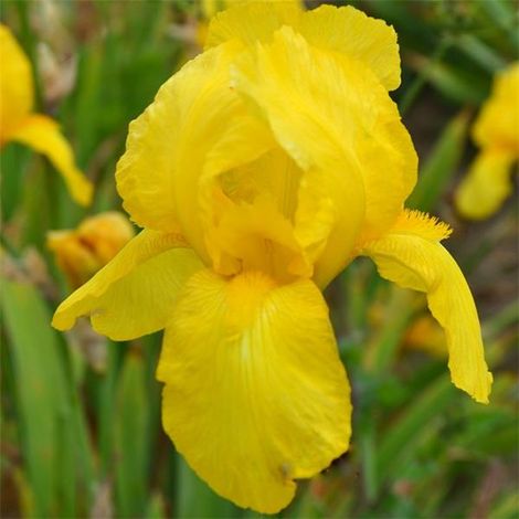 4 x Iris des jardins  - Iris germanica 'Ola Kala'  - godet 9x9