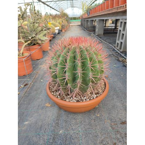 Cactus Tonneau Ferocactus Stainesii Coupe 50 cm Cactacée Cespiteuse (1/4)