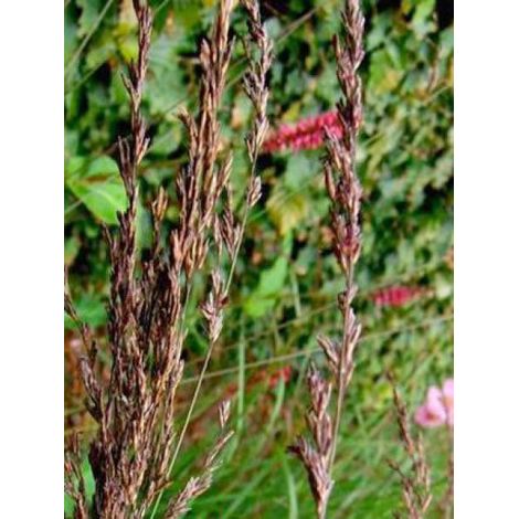 Molinie bleue 'Edith Dudzus' Pot de 2L/3L (1/2)