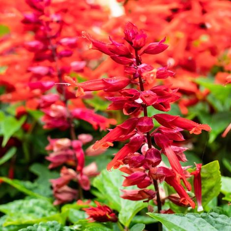 3 Agastaches 'Kudos Red' ® (Agastache 'Kudos Red')