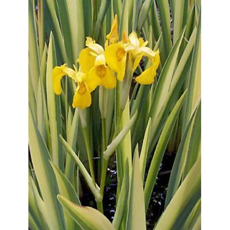 Iris des marais 'Variegata' Godet de 8/9 cm