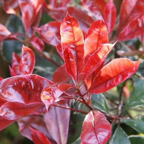 Photinia Camilvy/Pot de 7,5L - Tigette