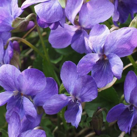Violette parfumée Mrs Pinehurst/Godet - 5/20 cm