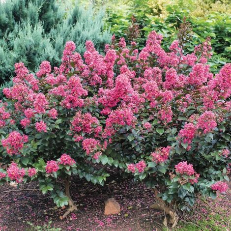 Lilas des Indes Coral Magic®, Lagerstroemia/Pot de 7 L - 1/4 tige