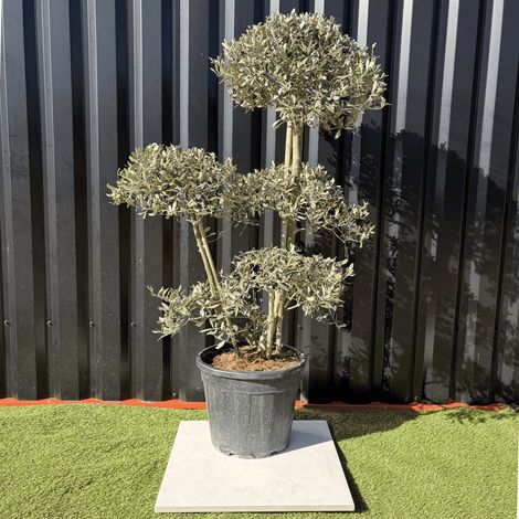 Olivier Europaea PomPom Nuage H.140 Cm (1/3)