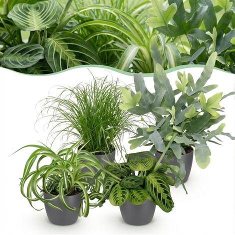 Lot de 4 Plantes d'Intérieur Vertes Pet-Friendly avec Pots Gris Ø 12 cm Hauteur 25 cm - PANGIVO (1/5)