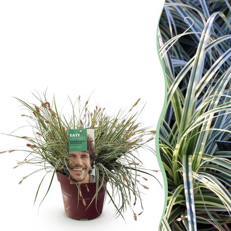Graminée Ornementale Carex oshimensis Everest - Plante Persistante Vert et Blanc - Pot 17 cm H 50 cm - PANGIVO (1/5)