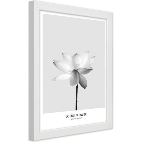 Quadro con cornice, Fiore di loto bianco - 40x60 (1/5)