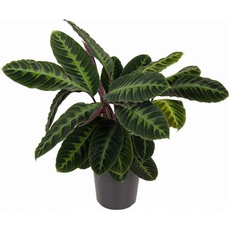 Plante d'Intérieur Calathea Warscewiczii au Feuillage Velouté Vert et Graphique 90 cm Ø24 cm - PANGIVO (1/2)