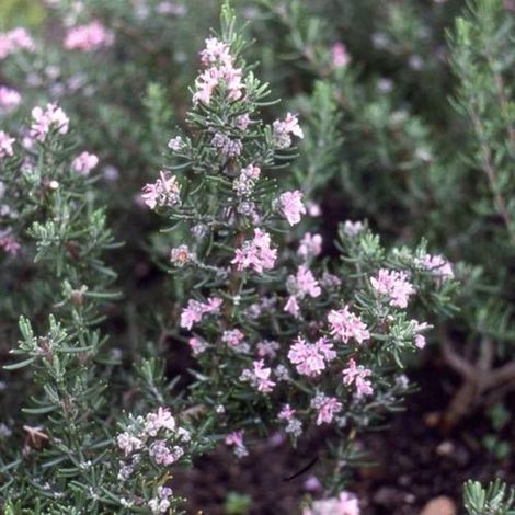 Romarin Majorca Pink/Godet - 5/20 cm