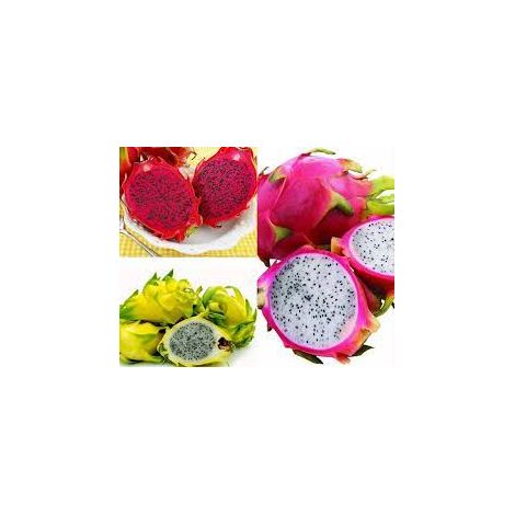 Vivaio Garden Forest – 3 variétés de pitaya jaune, rouge, blanc 70/80 cm – Plante grimpante tropicale – Fruits riches en minéraux – Exposition lumineuse
