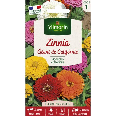 Zinnia géant de Californie mix Vilmorin