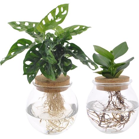Duo de Plantes Hydroponiques Monstera Adansonii et Clusia en Vase Verre - 2 Pièces - Ø12cm H30cm - PANGIVO