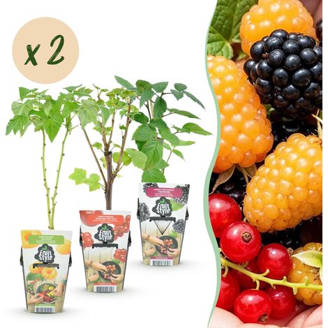 Lot de 6 Arbustes Fruitiers Tricolores Groseille Framboise et Mûre Rustiques en Pot de 9 cm - PANGIVO (1/5)
