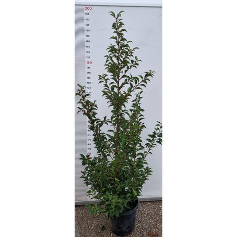PIANTA DI PRUNUS LUSITANICA ANGUSTIFOLIA in vaso clt 15 (FOTO REALE)
